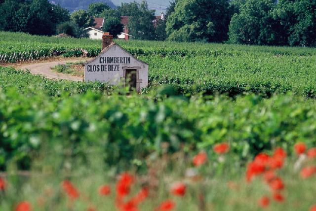The Côte D’Or is at the heart of the Burgundy vineyards, and it’s where some of the best known wines are produced. (Shutterstock)