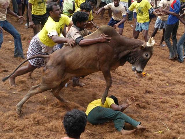 Prospective bull tamers tackle a raging bull at the bull taming festival called Jallikattu in Alanganallur, about 575 kilometers (359 miles) south of Chennai.(AP)