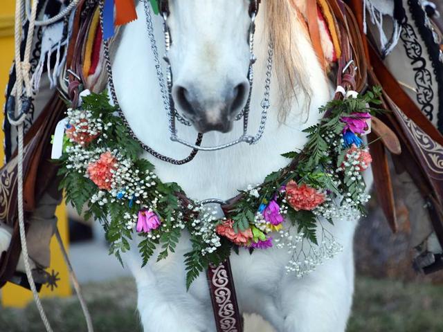 A horse is adorned with flowers in the 127th Rose Parade in Pasadena, California, January 1, 2016. (AFP) A horse is adorned with flowers in the 127th Rose Parade in Pasadena, California, January 1, 2016. (AFP)