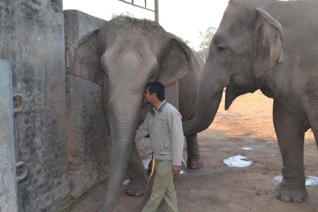 Aporba Deka kisses hema while Parvati nuzzles him with her trunk. (Photo credits: Vikram Jit Singh )