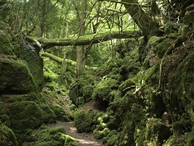The stunning woods played backdrop to a key fight scene between Rey (Daisy Ridley), Stormtroopers and Kylo Ren (Adam Driver). (AFP) The stunning woods played backdrop to a key fight scene between Rey (Daisy Ridley), Stormtroopers and Kylo Ren (Adam Driver). (AFP)