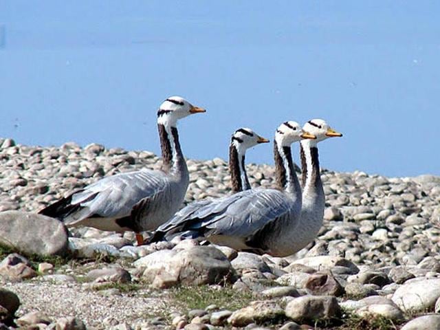 This season, so far, a total of 87,500 migratory birds, belonging to 82 species, have been recorded at the Pong wetland, over half of which are bar- headed geese. (HT Photo) This season, so far, a total of 87,500 migratory birds, belonging to 82 species, have been recorded at the Pong wetland, over half of which are bar- headed geese. (HT Photo)