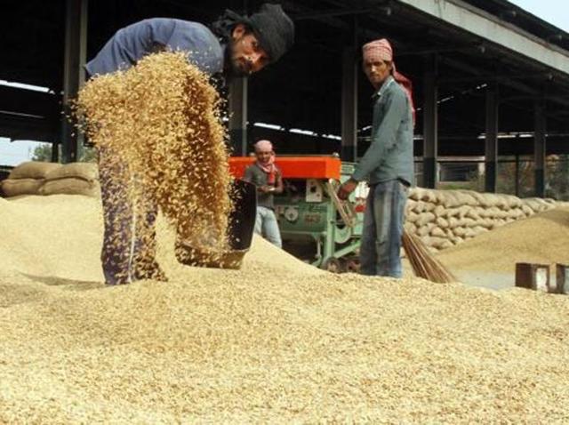 Basmati prices rates have dipped over 50% from Rs 4,000 a quintal in 2013 to Rs 2,000 this season. (HT Photo) Basmati prices rates have dipped over 50% from Rs 4,000 a quintal in 2013 to Rs 2,000 this season. (HT Photo)
