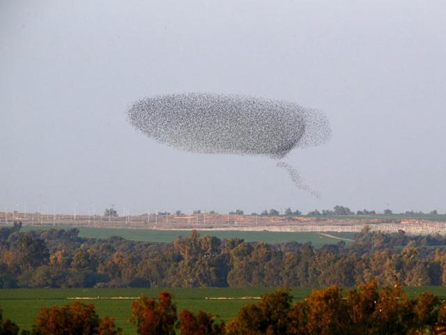 These starlings from Russia and eastern Europe can put to shame any aerobatics team anywhere.  (REUTERS) 