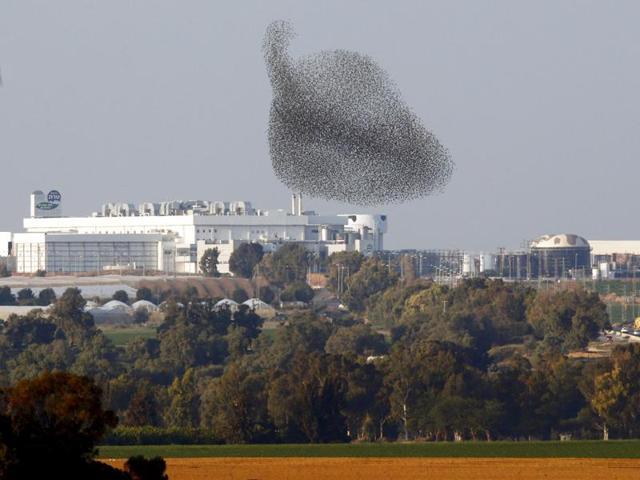 A photo montage shows a remarkable display of shapes. Now they are a falling leaf, now a rising dove, now a giant whale swimming across the sky. (REUTERS) 