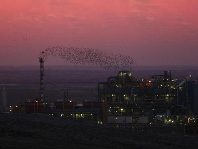 A murmuration of migrating starlings is seen across the sky over the city of Beer Sheva.  (REUTERS) 
