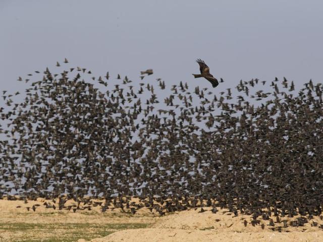 A Black Kite flies near migrating starlings, as they form a beautiful scene in southern Israel. (REUTERS) 