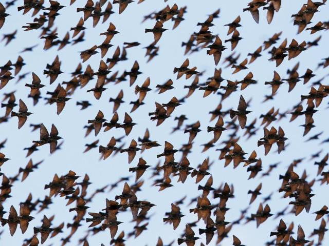 These awe-inspiring ‘murmurations’ - dark, shifting shapes that look like vast dancing clouds - fill the skies of southern Israel and surrounding areas in winter. (REUTERS) 