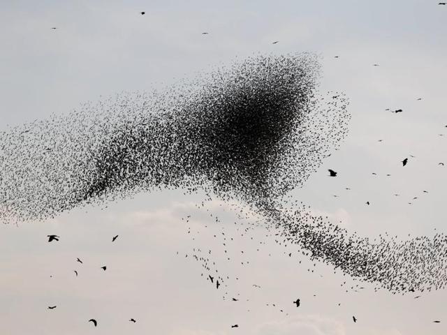 These migrating starlings embark on their spectacular aerobatics to help each other find food and to fend off predators, according to experts. (REUTERS) 
