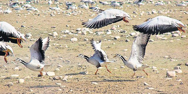 Bar-headed geese ready to take flight at Pong Dam Wetlands in Himachal Pradesh. (HT Photo) Bar-headed geese ready to take flight at Pong Dam Wetlands in Himachal Pradesh. (HT Photo)