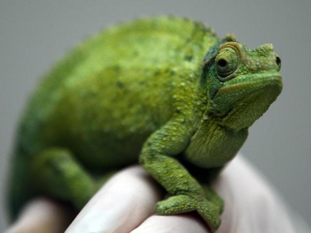A zoo keeper poses with a Jackson's chameleon for the cameras during the annual stock taking exercise at the London Zoo. Native to East Africa, the males of the species possess three brown horns: one on the nose (the rostral horn) and one above each superior orbital ridge above the eyes (preocular horns). (AP) A zoo keeper poses with a Jackson's chameleon for the cameras during the annual stock taking exercise at the London Zoo. Native to East Africa, the males of the species possess three brown horns: one on the nose (the rostral horn) and one above each superior orbital ridge above the eyes (preocular horns). (AP)