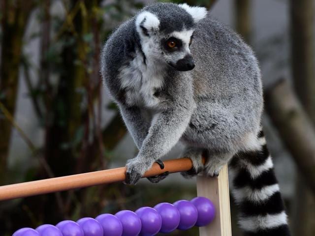 A Ring-tailed Lemur walks on an abacus during the annual exercise. The compulsory annual count is required as part of the zoo's licence. (AFP) A Ring-tailed Lemur walks on an abacus during the annual exercise. The compulsory annual count is required as part of the zoo's licence. (AFP)