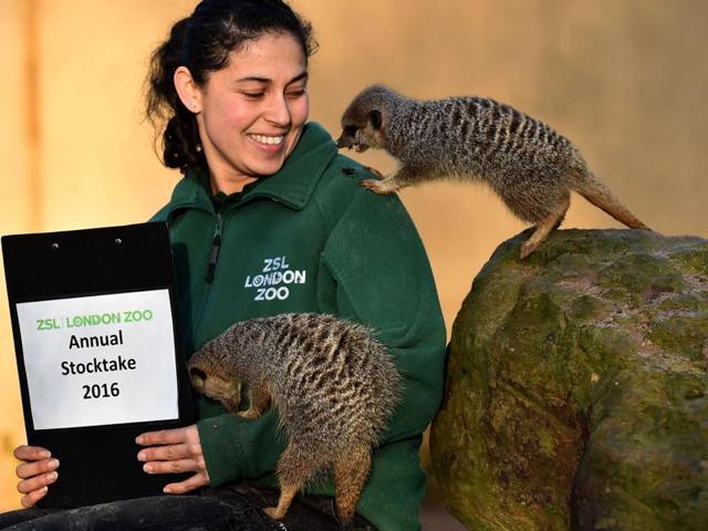 A zoo keeper poses with meerkats during the annual stocktake exercise. . (AFP) A zoo keeper poses with meerkats during the annual stocktake exercise. . (AFP)