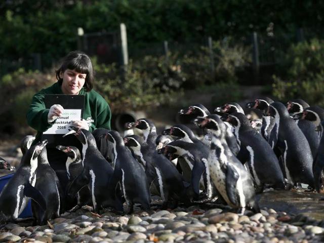 Keeper Janet Abreu counts the number of Humboldt penguins at the zoo during a photo-call during the annual exercise. (REUTERS) Keeper Janet Abreu counts the number of Humboldt penguins at the zoo during a photo-call during the annual exercise. (REUTERS)