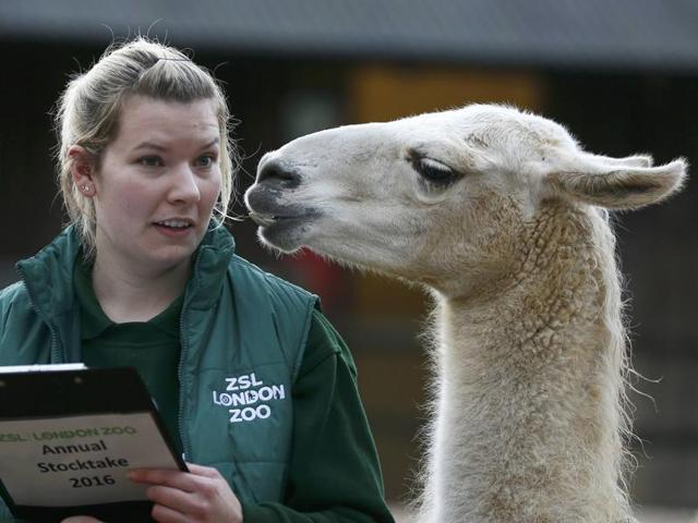 Zoo keeper Jessica Jones poses with a Llama during the stock take. A South American relative of the camel, llamas don’t have a hump. (REUTERS) Zoo keeper Jessica Jones poses with a Llama during the stock take. A South American relative of the camel, llamas don’t have a hump. (REUTERS)