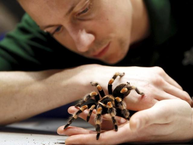 Keeper Jamie Mitchell poses with a Mexican Red-Kneed Tarantula. They are not too venemous to humans and are considered extremely docile, though, as with all tarantulas, allergies may intensify with any bite. (REUTERS) Keeper Jamie Mitchell poses with a Mexican Red-Kneed Tarantula. They are not too venemous to humans and are considered extremely docile, though, as with all tarantulas, allergies may intensify with any bite. (REUTERS)