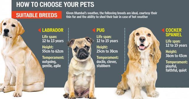 Here is why urban India is bringing pets home faster than ever before ...