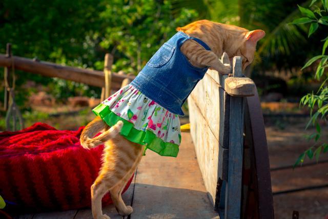 Petriot makes fashionable jackets, colourful frocks and shirts for cats. Petriot makes fashionable jackets, colourful frocks and shirts for cats.