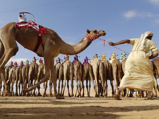A man pulling his camel to the start line for a camel race at the festival. (AFP) A man pulling his camel to the start line for a camel race at the festival. (AFP)