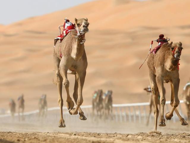 Camels taking part in a race event during the festival. The festival also features a classic cars show and a fireworks display. (AFP) Camels taking part in a race event during the festival. The festival also features a classic cars show and a fireworks display. (AFP)