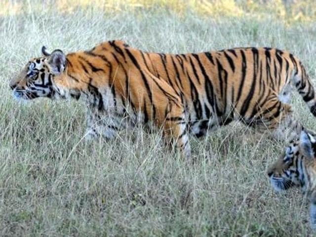 Jharkhand’s lone tiger reserve in Latehar district, will soon deploy three drones to carry out air surveillance of the protected forest for better management and prevent incidents of poaching (HT) Jharkhand’s lone tiger reserve in Latehar district, will soon deploy three drones to carry out air surveillance of the protected forest for better management and prevent incidents of poaching (HT)
