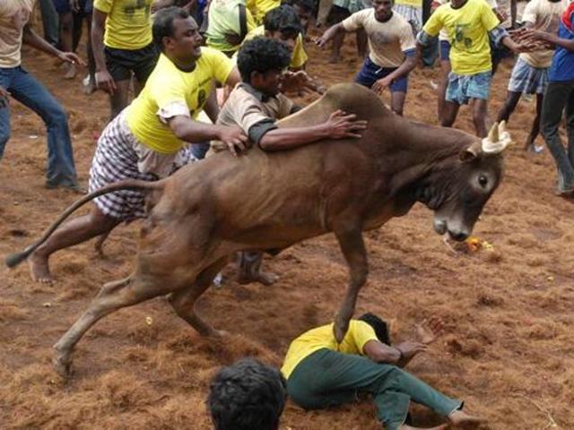 Prospective bull tamers tackle a raging bull at the bull taming festival called Jallikattu in Alanganallur, about 575 kilometers (359 miles) south of Chennai.(AP)