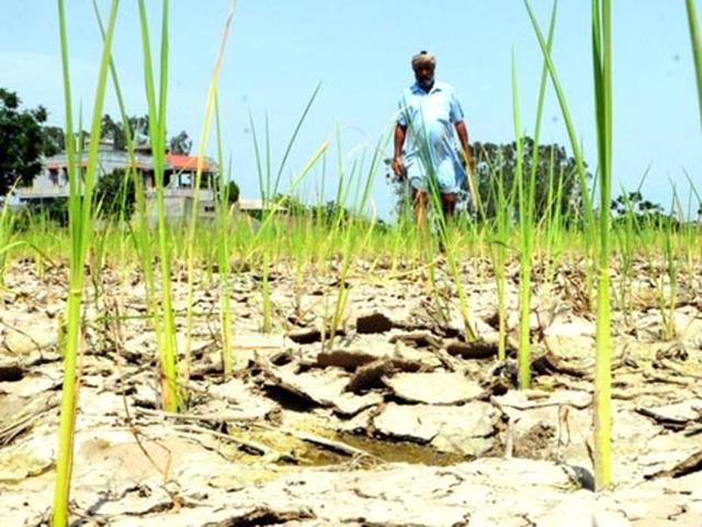Panna collector SNS Chouhan said the rules stipulate that farmers have a bank account in order to claim compensation. (Representative photo) Panna collector SNS Chouhan said the rules stipulate that farmers have a bank account in order to claim compensation. (Representative photo)