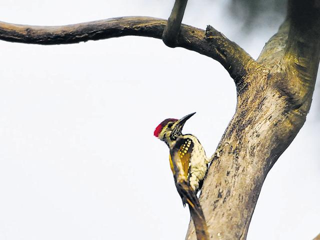 Forest officials said that the 300 acres will be developed into a grassland ecosystem. (HT File Photo) Forest officials said that the 300 acres will be developed into a grassland ecosystem. (HT File Photo)