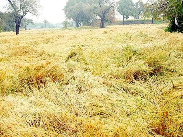 Punjab agriculture department is going to launch a campaign to kill rats across the state to protect rabi crops. (HT Photo) Punjab agriculture department is going to launch a campaign to kill rats across the state to protect rabi crops. (HT Photo)