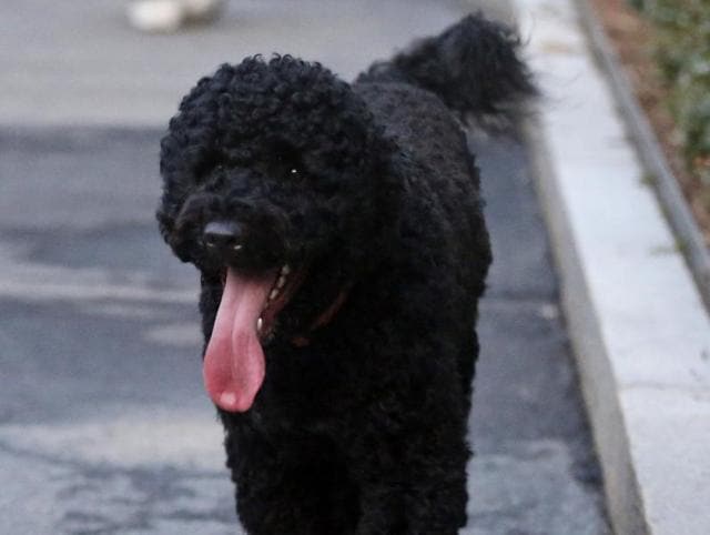 Children pet the Obama family dog Bo as US first lady Michelle Obama holds him at the Children's National Medical Center in Washington. The Secret Service arrested a man who allegedly travelled to Washington to steal the presidential pooch. Children pet the Obama family dog Bo as US first lady Michelle Obama holds him at the Children's National Medical Center in Washington. The Secret Service arrested a man who allegedly travelled to Washington to steal the presidential pooch.