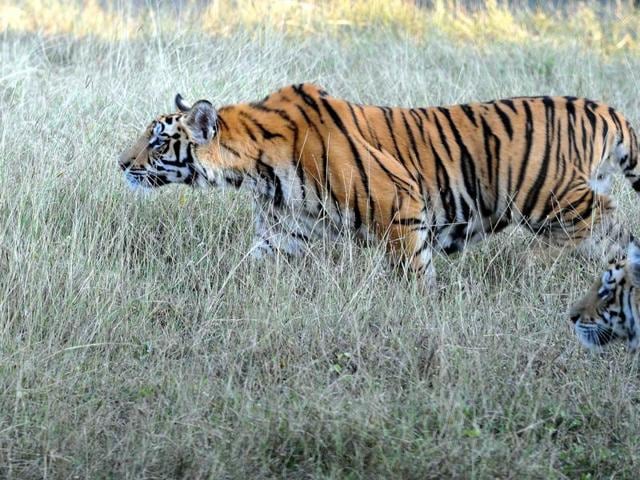 At least two tigers and three cubs from Ratapani have reached close to Bhopal over the past four months, including an adult cat which wandered into a college campus. (HT file photo) At least two tigers and three cubs from Ratapani have reached close to Bhopal over the past four months, including an adult cat which wandered into a college campus. (HT file photo)