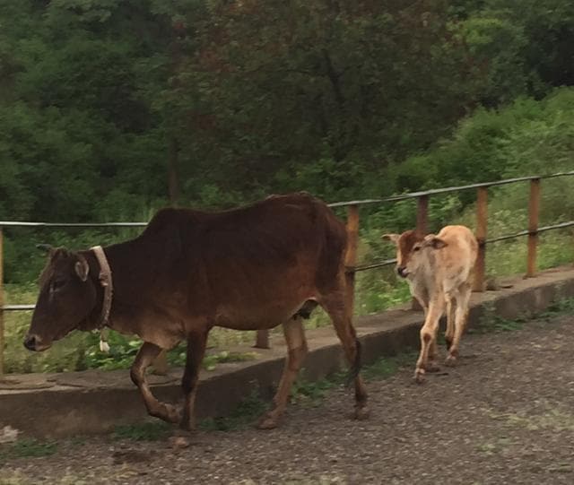 The 'herdswoman' cow guides a calf to safety at Mirzapur dam. (Vikramjit Singh)