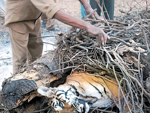 The tiger died due to electrocution in eastern Chindwara.(Photo for representational purpose)