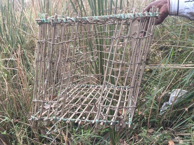 An innovative contraption fashioned from riverine grasses seized from poachers at Harike. It works like a mouse trap, is submerged in water and used to nail large fish. (Vikramjit Singh)