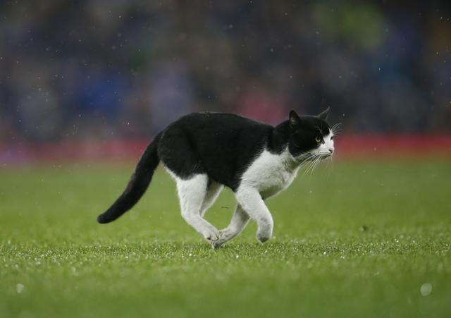 Everton manager Roberto Martinez said about the four-legged visitor, “I thought he had great style and movement.” (Reuters Photo)