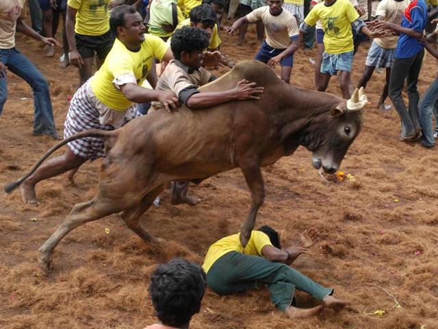 Jallikattu also known Eruthazhuvuthal is a bull taming sport played in Tamil Nadu as a part of Pongal celebrations on Mattu Pongal day. (AP) Jallikattu also known Eruthazhuvuthal is a bull taming sport played in Tamil Nadu as a part of Pongal celebrations on Mattu Pongal day. (AP)