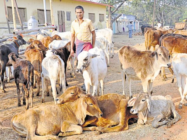 A cow shelter cannot refuse new entrants as this would enrage activists of the Gau Raksha Dal. (Bijay/HT File Photo) A cow shelter cannot refuse new entrants as this would enrage activists of the Gau Raksha Dal. (Bijay/HT File Photo)