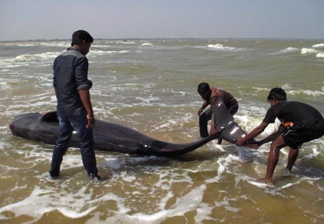 Fishermen try to drag a whale that washed ashore in Manapad in Tamil Nadu's Tuticorin district. (AFP) Fishermen try to drag a whale that washed ashore in Manapad in Tamil Nadu's Tuticorin district. (AFP)