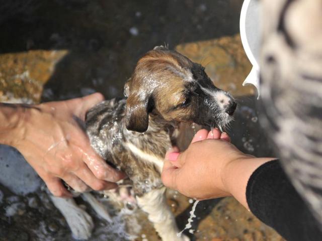 Local residents rescued 32 abandoned puppies and took them to a shelter home in Gurgaon on Monday. (Photo by Abhinav Saha/Hindustan Times)