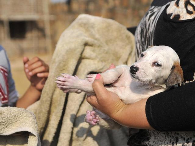 As many as 32 puppies were found abandoned by the side of a road in Gurgaon on Monday. (Photo by Abhinav Saha/Hindustan Times)