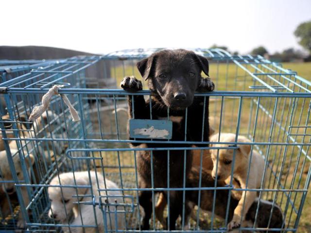 32 abandoned puppies were taken to a shelter home on Monday in Gurgaon. (Photo by Abhinav Saha/Hindustan Times)