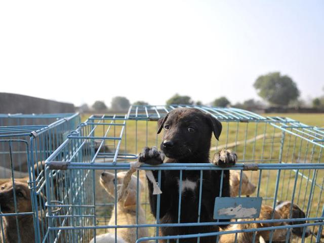 Local residents rescued many abandoned puppies and took them to a shelter home in Gurgaon on Monday. (Photo by Abhinav Saha/Hindustan Times)