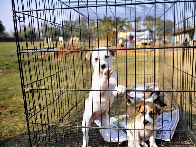 32 abandoned puppies were taken to a shelter home on Monday in Gurgaon. (Photo by Abhinav Saha/Hindustan Times)