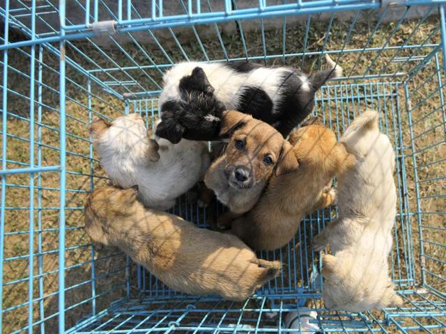 Local residents rescued many abandoned puppies and took them to a shelter home in Gurgaon on Monday. (Photo by Abhinav Saha/Hindustan Times)