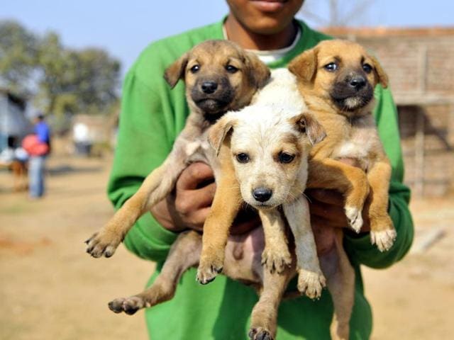 Local residents rescued many abandoned puppies and took them to a shelter home in Gurgaon on Monday. (Photo by Abhinav Saha/Hindustan Times)