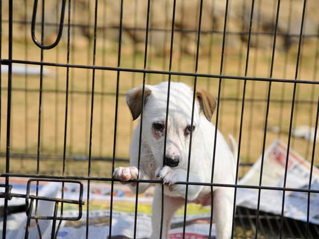 32 abandoned puppies were taken to a shelter home on Monday in Gurgaon. (Photo by Abhinav Saha/Hindustan Times)