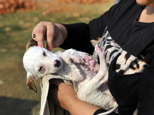 Local residents rescued many abandoned puppies and took them to a shelter home in Gurgaon on Monday. (Photo by Abhinav Saha/Hindustan Times)