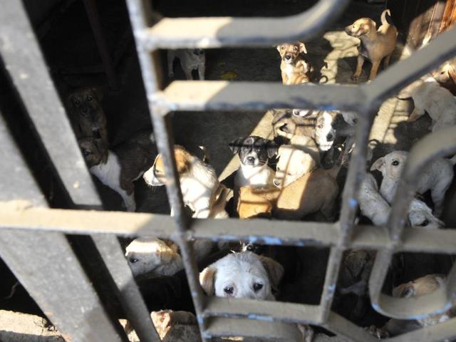 Local residents rescued many abandoned puppies and took them to a shelter home in Gurgaon on Monday. (Photo by Abhinav Saha/Hindustan Times)