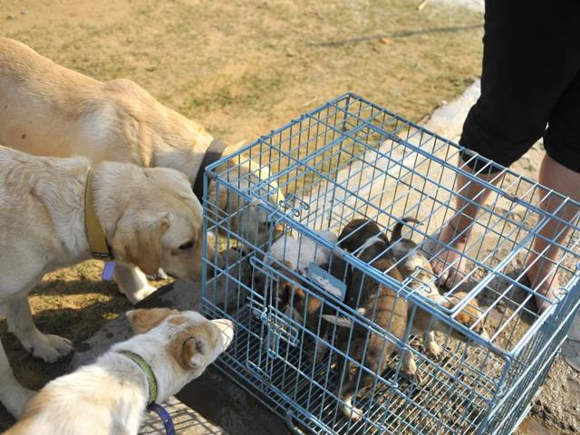As many as 32 puppies were found abandoned by the side of a road in Gurgaon on Monday. (Photo by Abhinav Saha/Hindustan Times)