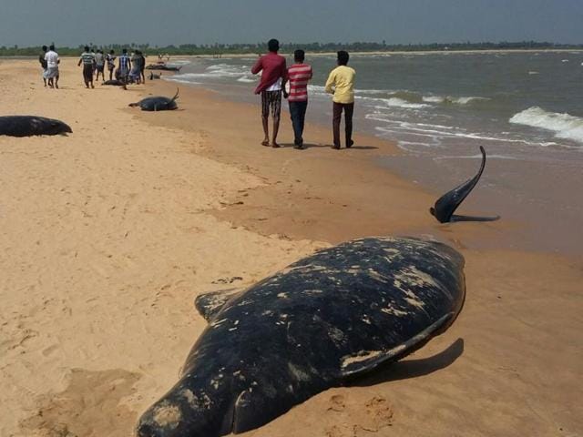 Despite rescue efforts, over 30 short-finned pilot whales died after over 120 have washed ashore on Tamil Nadu coast near Tuticorin.(KV Lakshmana/HT Photo)